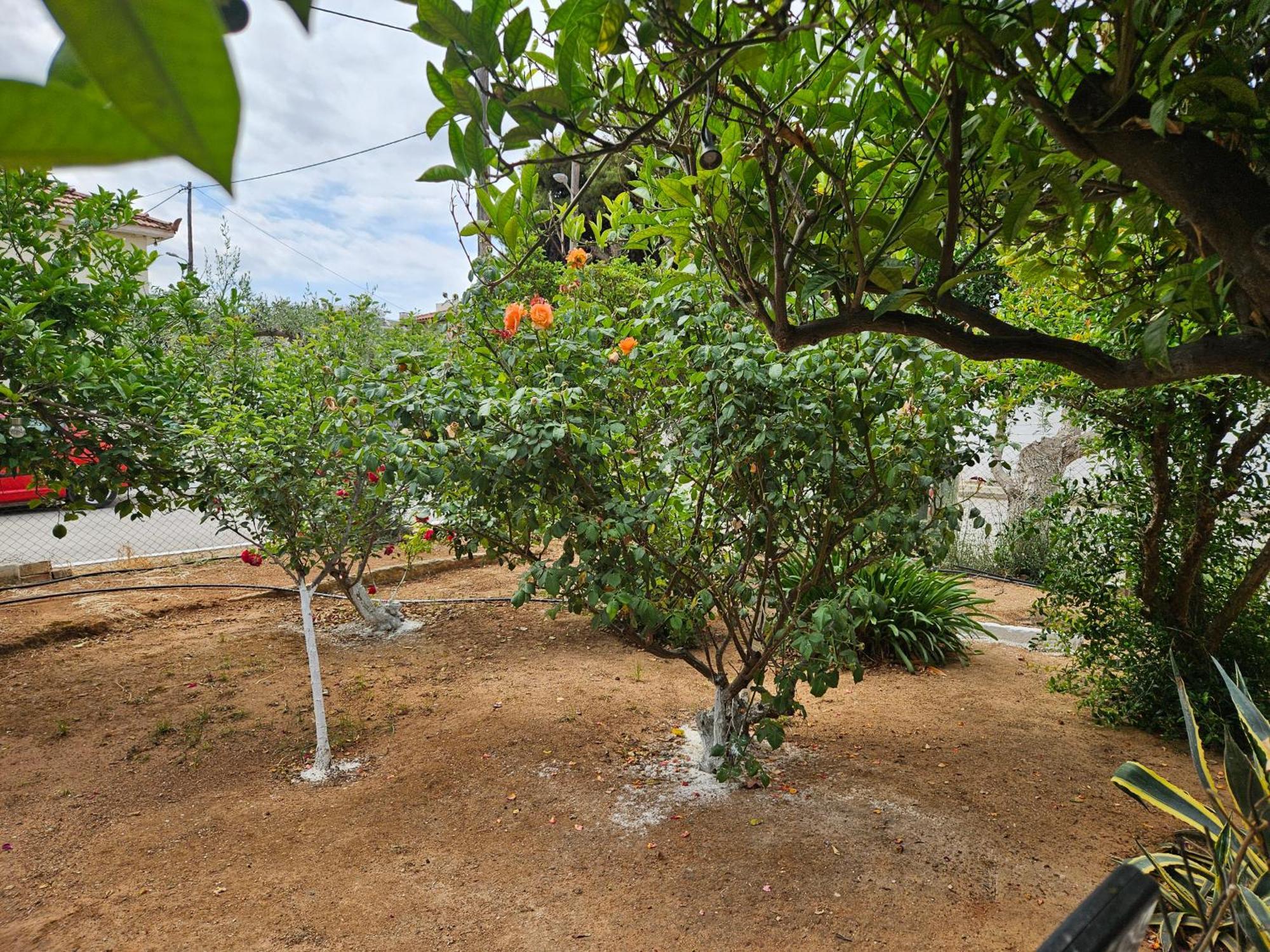 Melograno Apartment Markopoulo Mesogaias ภายนอก รูปภาพ